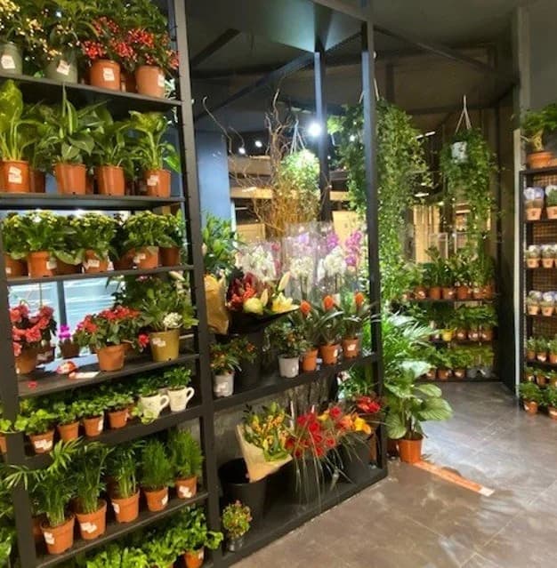 Floor-to-ceiling shelving arranged for plants and retail displays.